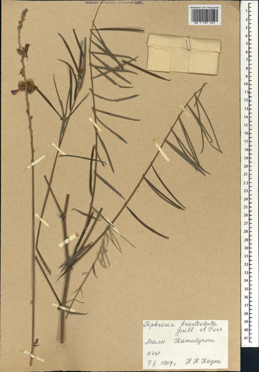 Tephrosia bracteolata Guill. & Perr., Africa (AFR) (Mali)