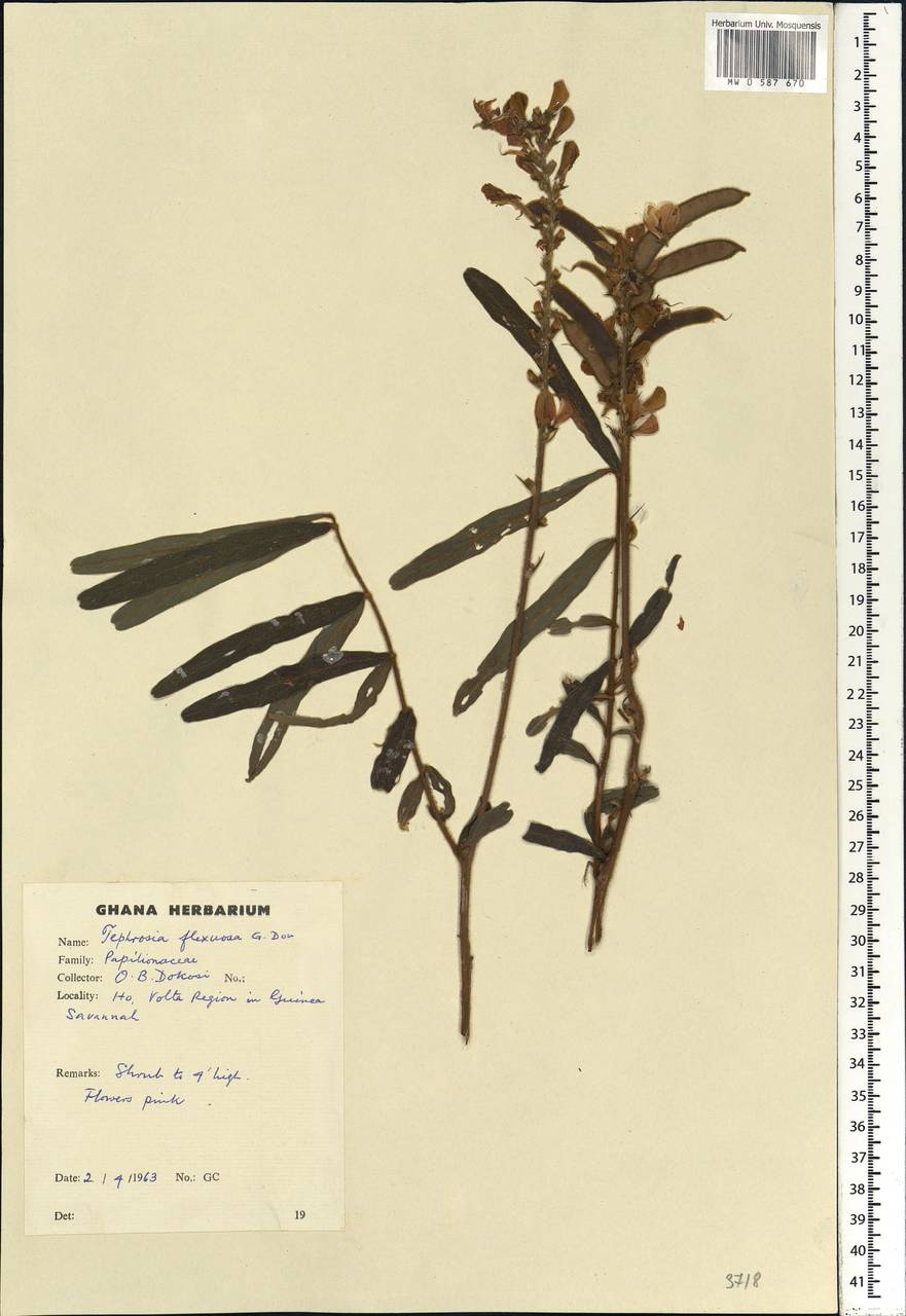 Tephrosia platycarpa Guill. & Perr., Africa (AFR) (Ghana)