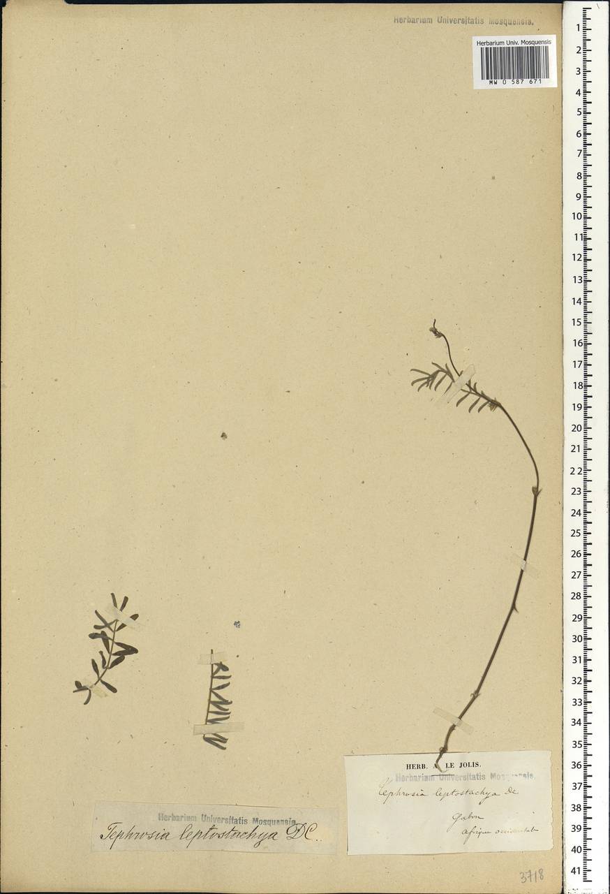 Tephrosia purpurea subsp. leptostachya (DC.)Brummitt, Africa (AFR) (Gabon)