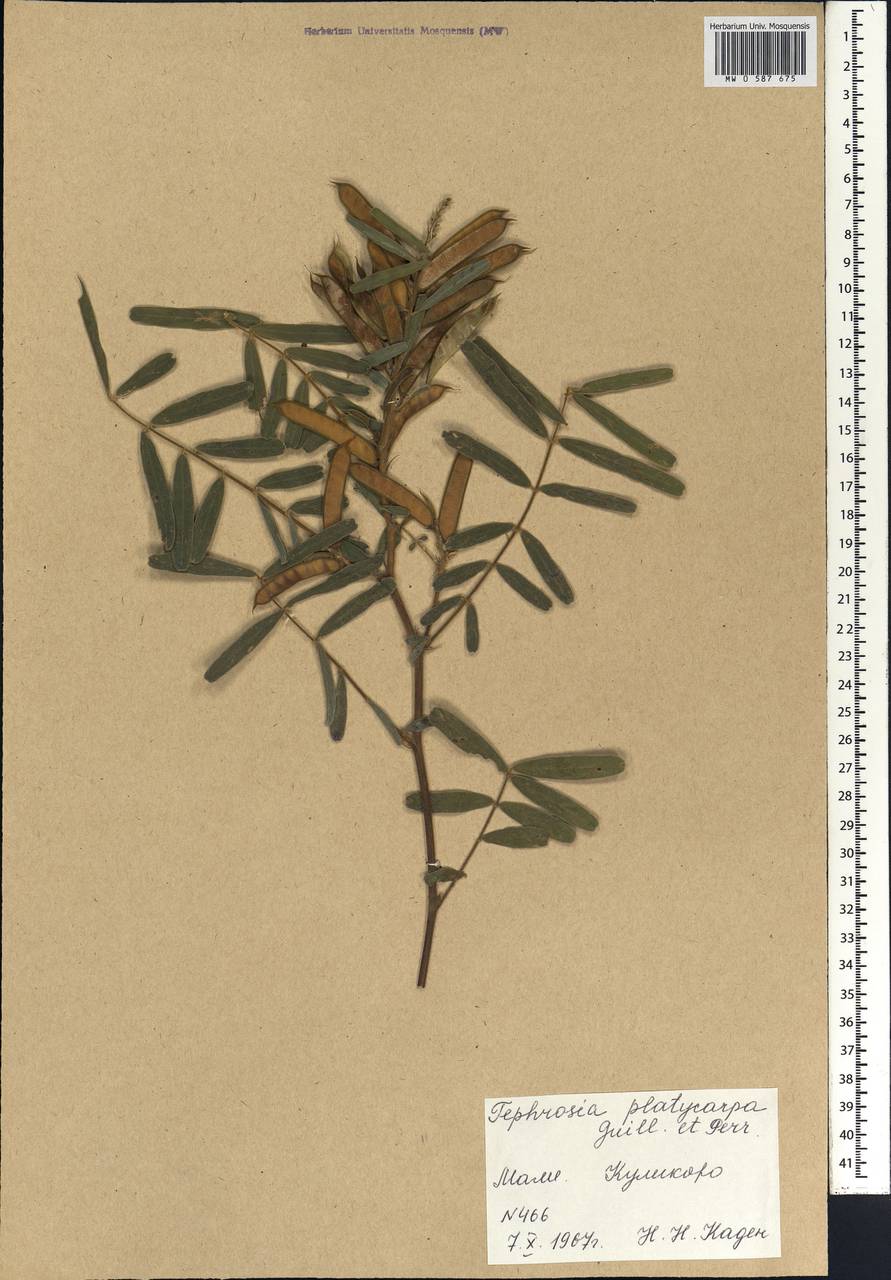 Tephrosia platycarpa Guill. & Perr., Africa (AFR) (Mali)