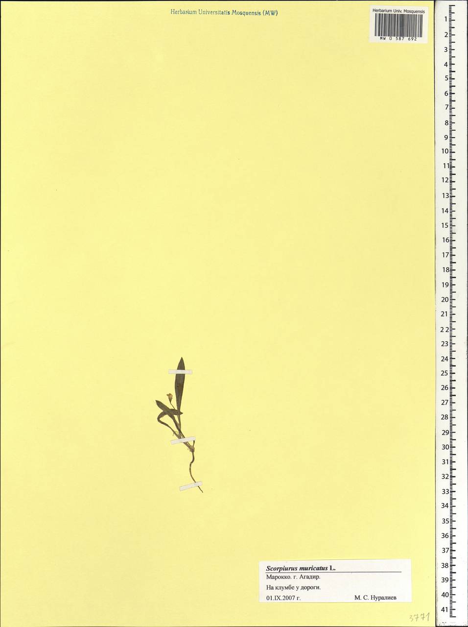 Scorpiurus muricatus L., Africa (AFR) (Morocco)