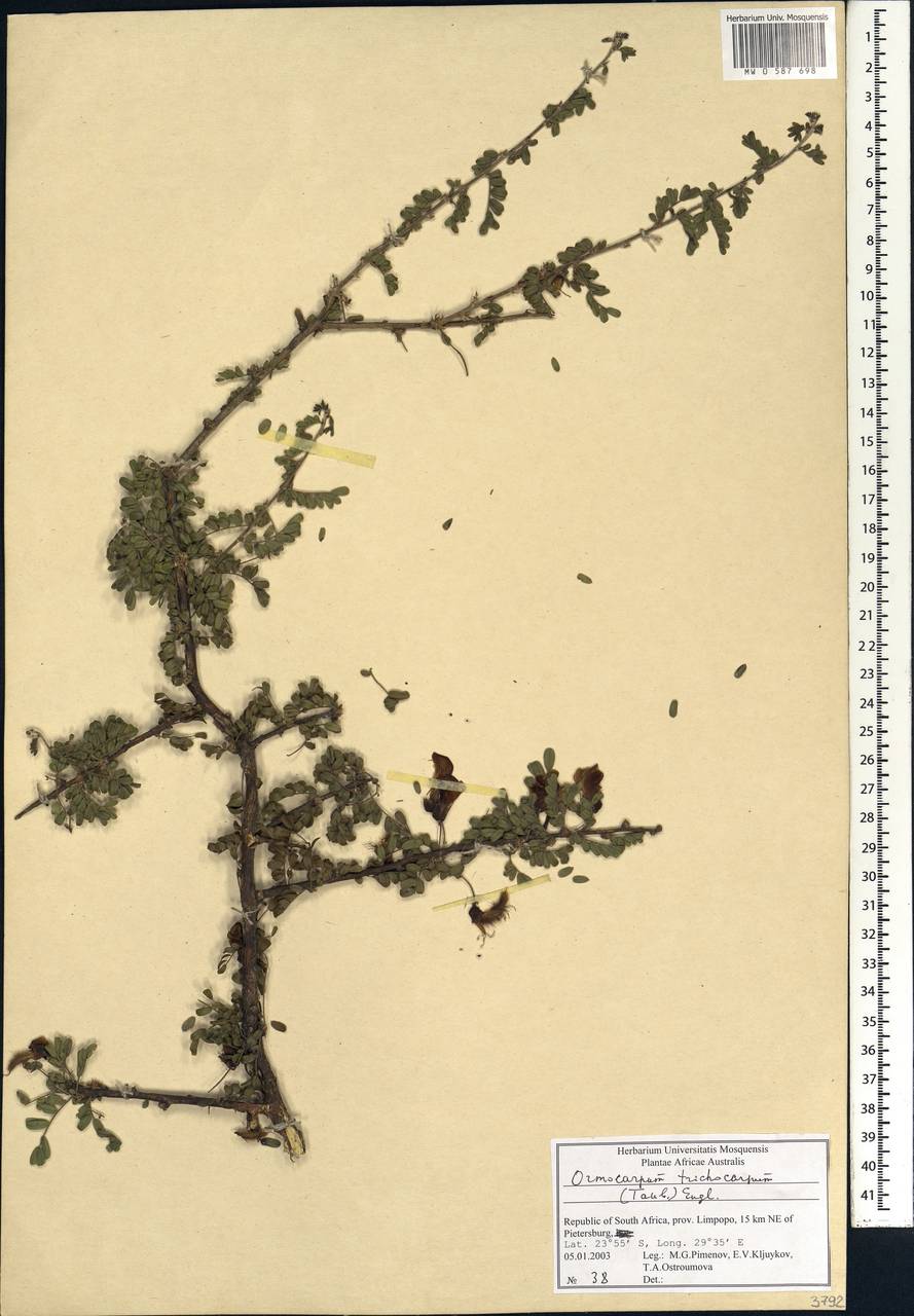 Ormocarpum trichocarpum (Taub.)Engl., Africa (AFR) (South Africa)