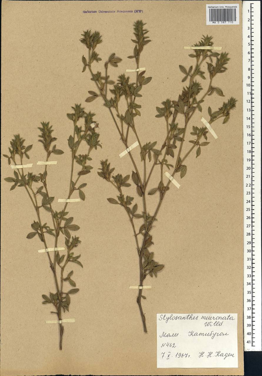Stylosanthes fruticosa (Retz.)Alston, Africa (AFR) (Mali)