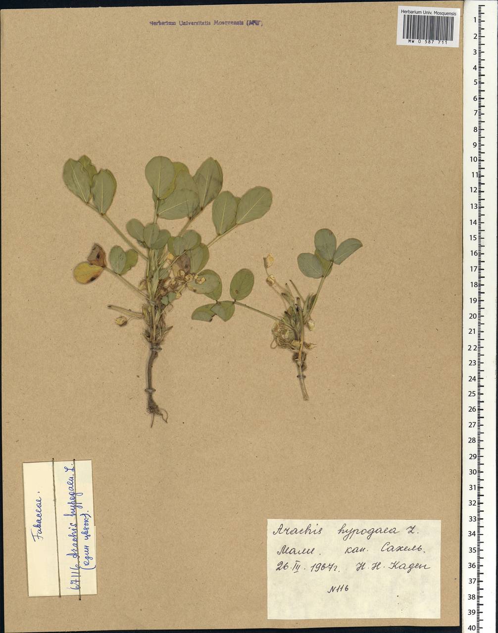 Arachis hypogaea L., Africa (AFR) (Mali)