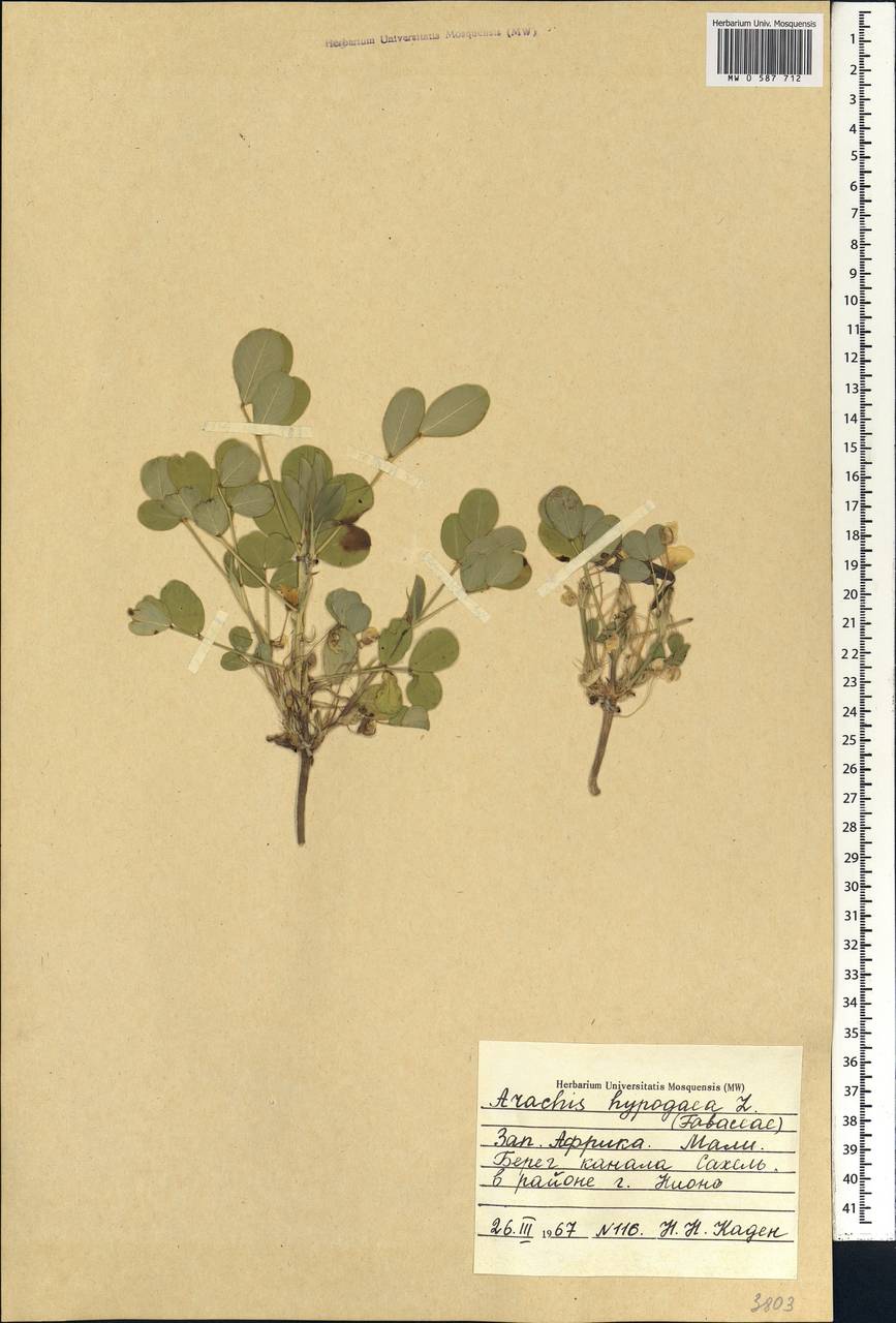 Arachis hypogaea L., Africa (AFR) (Mali)