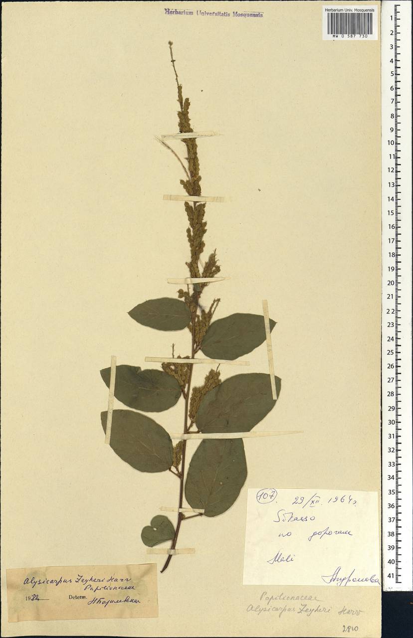 Alysicarpus zeyheri Harv., Africa (AFR) (Mali)