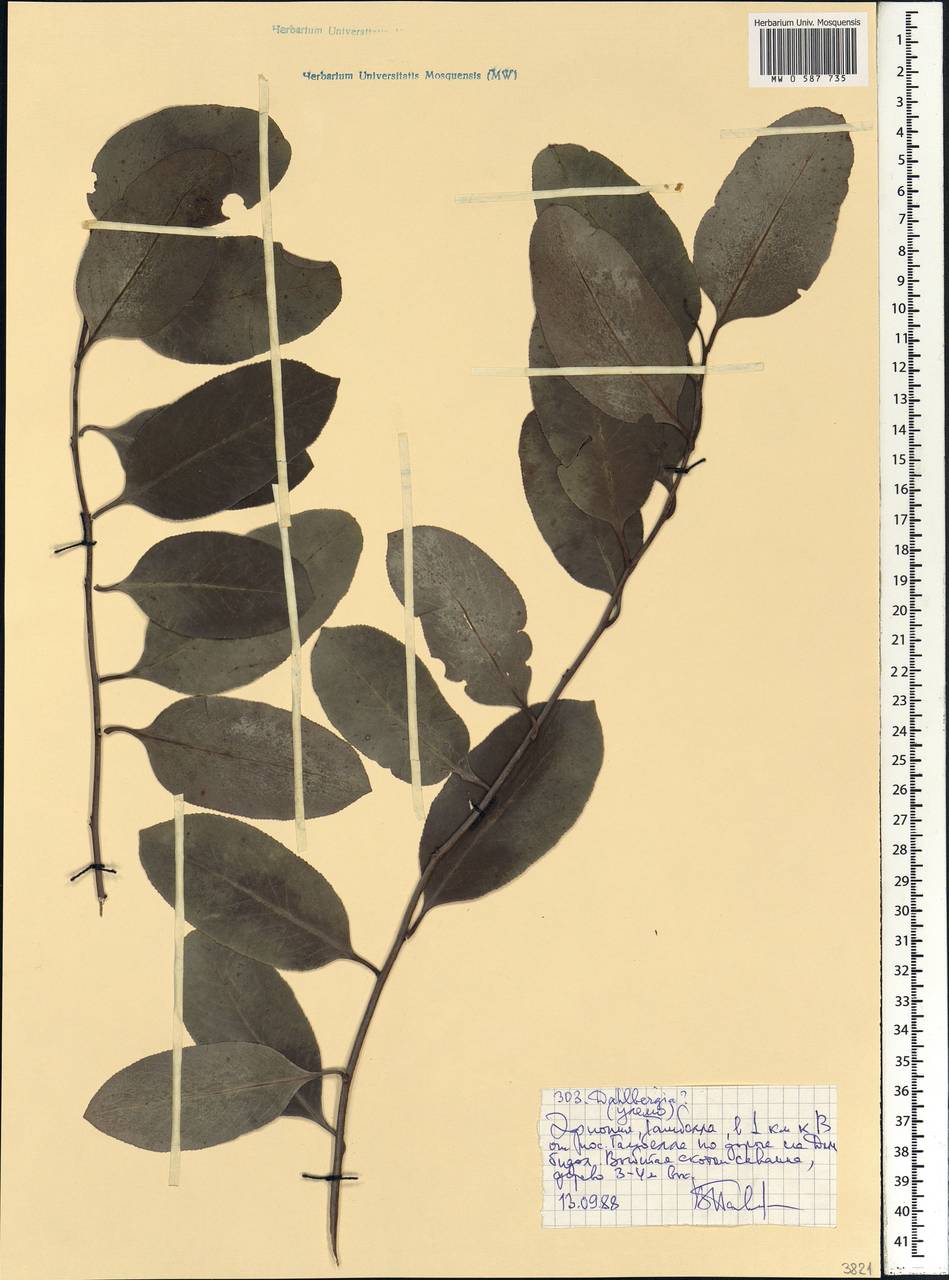Dalbergia, Africa (AFR) (Ethiopia)