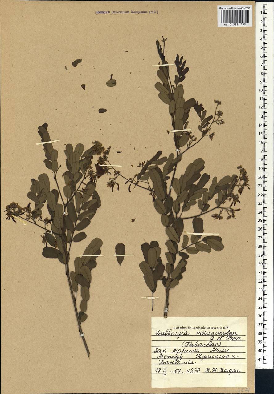 Dalbergia melanoxylon Guill. & Perr., Africa (AFR) (Mali)