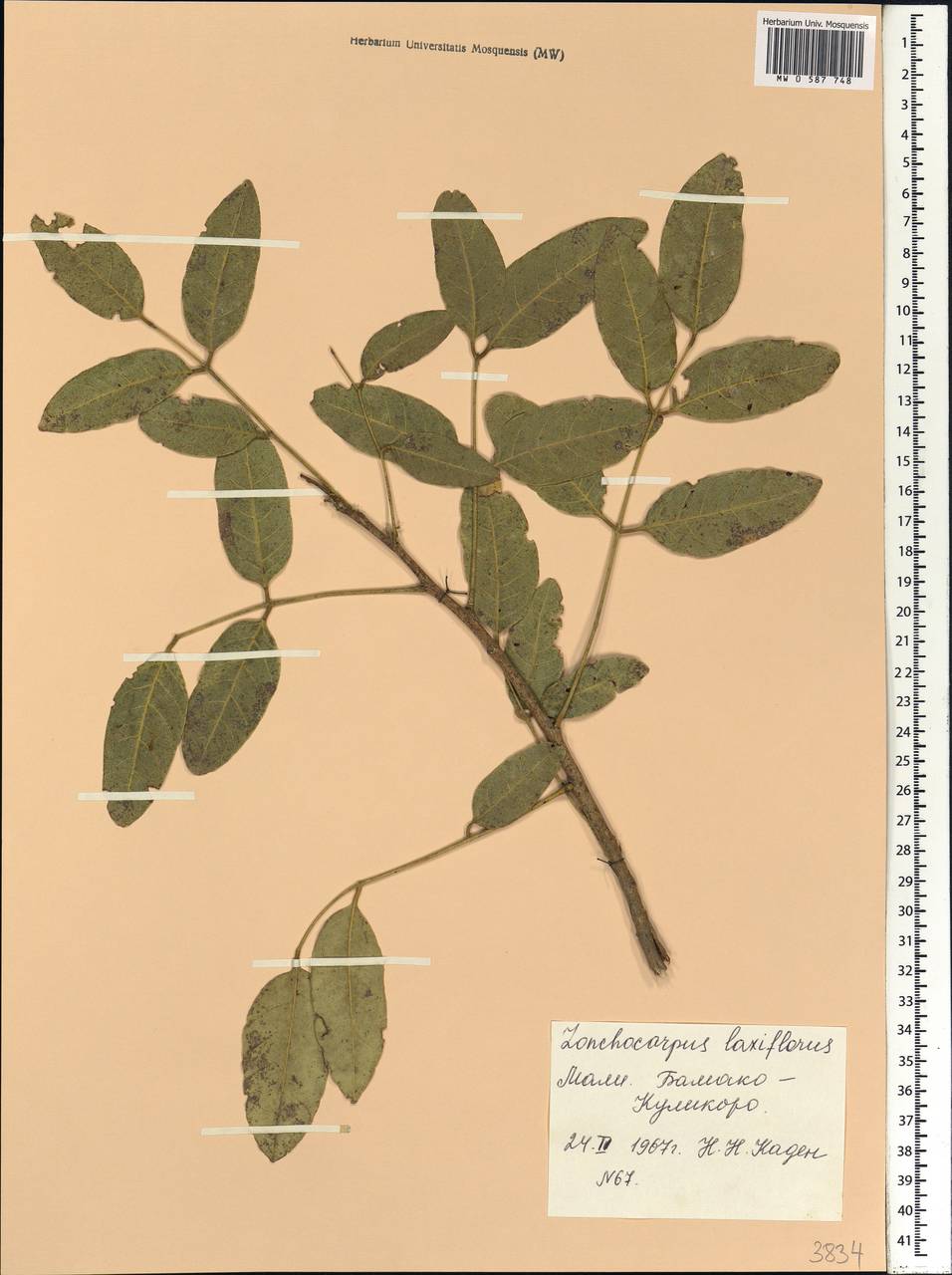 Lonchocarpus laxiflorus Guill. & Perr., Africa (AFR) (Mali)