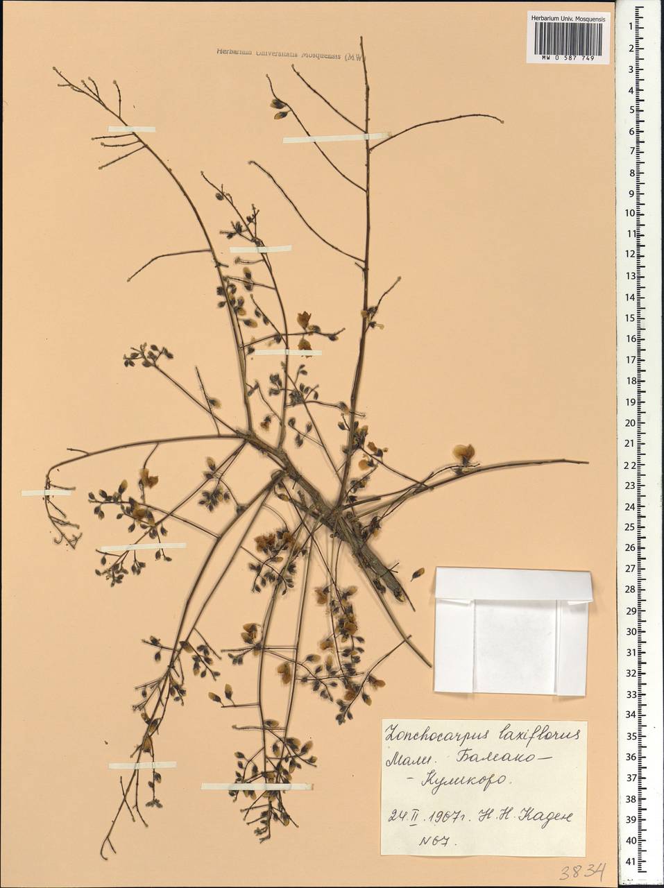 Lonchocarpus laxiflorus Guill. & Perr., Africa (AFR) (Mali)