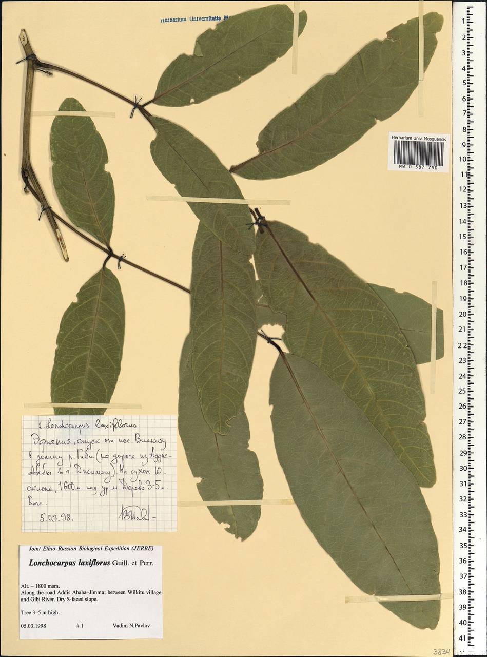Lonchocarpus laxiflorus Guill. & Perr., Africa (AFR) (Ethiopia)
