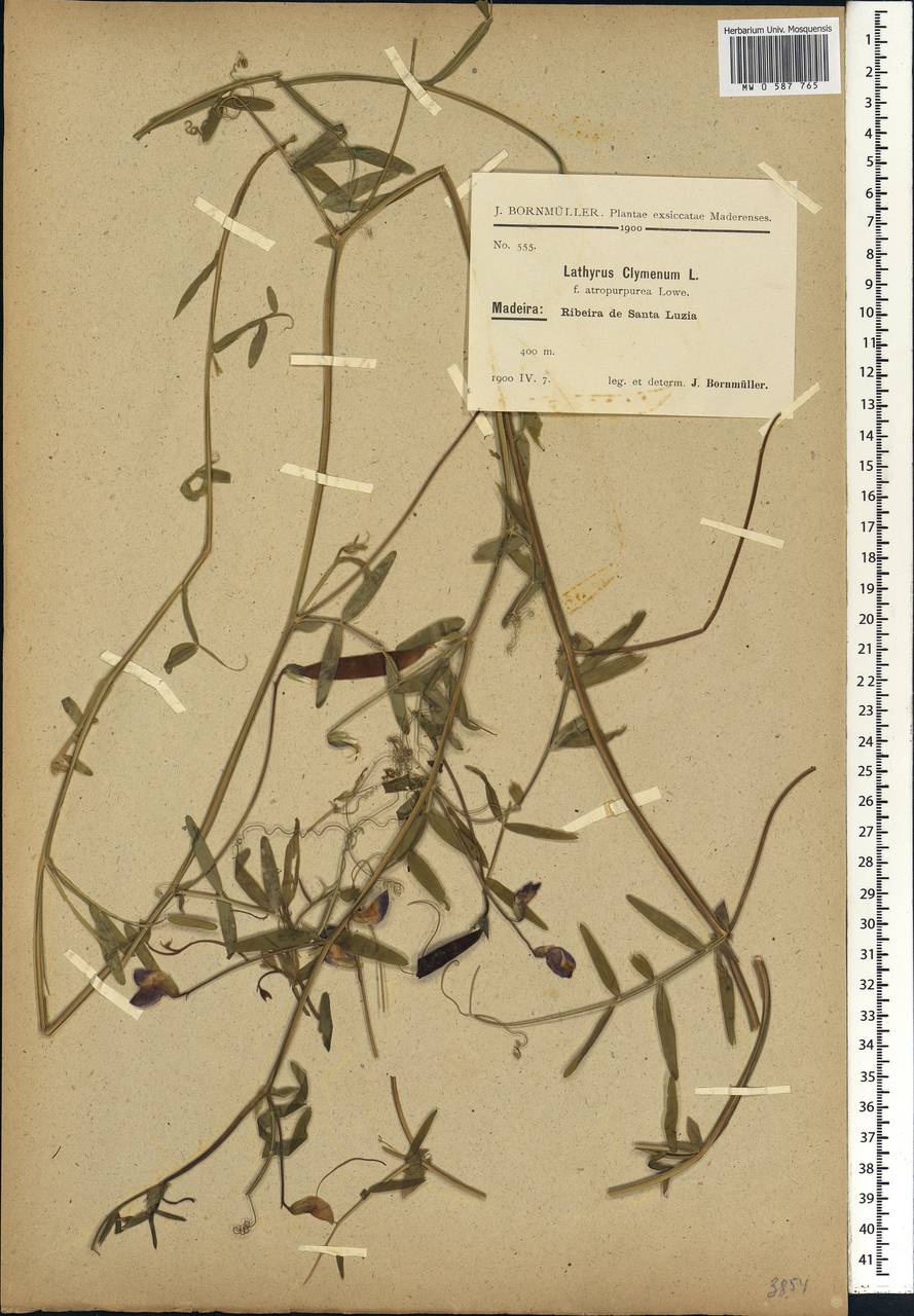 Lathyrus clymenum L., Africa (AFR) (Portugal)