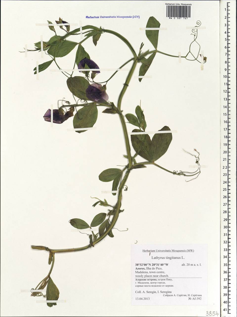 Lathyrus tingitanus L., Africa (AFR) (Portugal)
