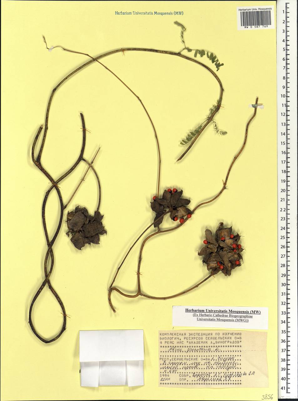 Abrus precatorius L., Africa (AFR) (Seychelles)