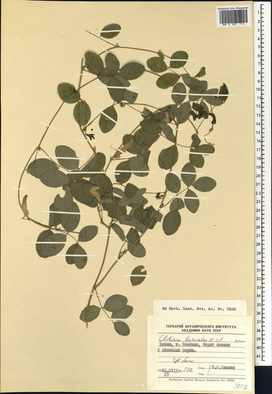 Clitoria ternatea L., Africa (AFR) (Kenya)