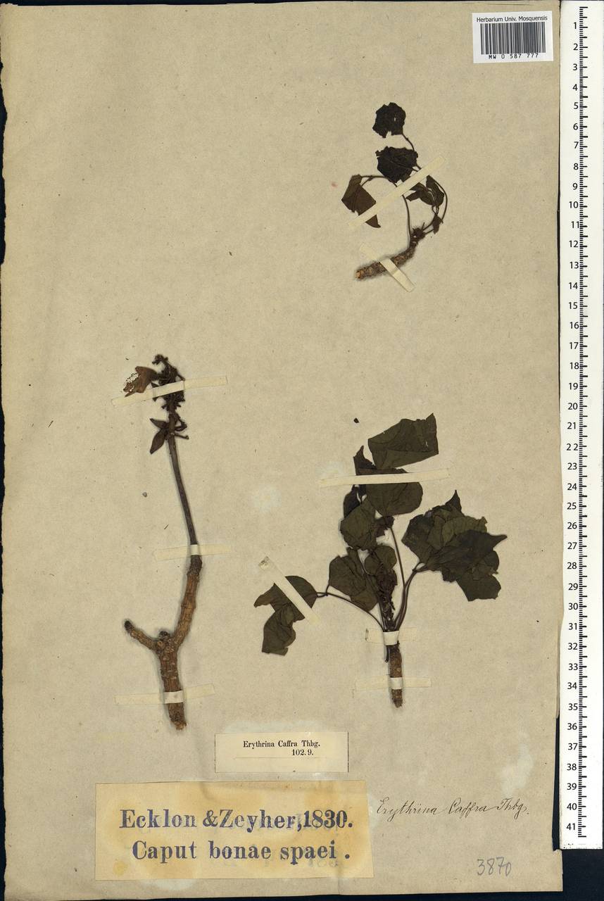 Erythrina caffra Thunb., Africa (AFR) (South Africa)