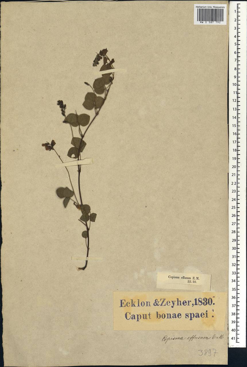 Rhynchosia adenodes Eckl. & Zeyh., Africa (AFR) (South Africa)