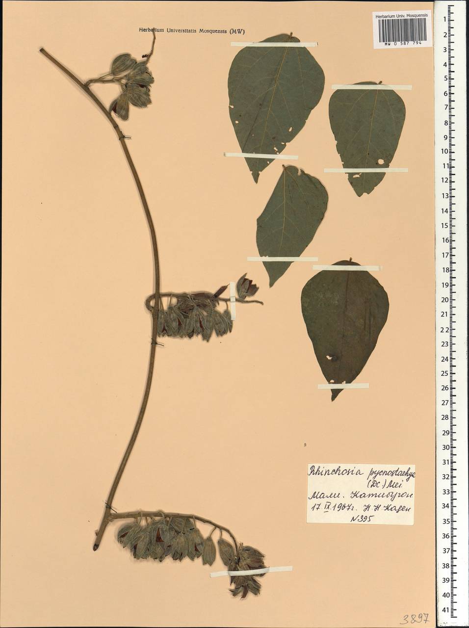 Rhynchosia pycnostachya (DC.)Meikle, Africa (AFR) (Mali)
