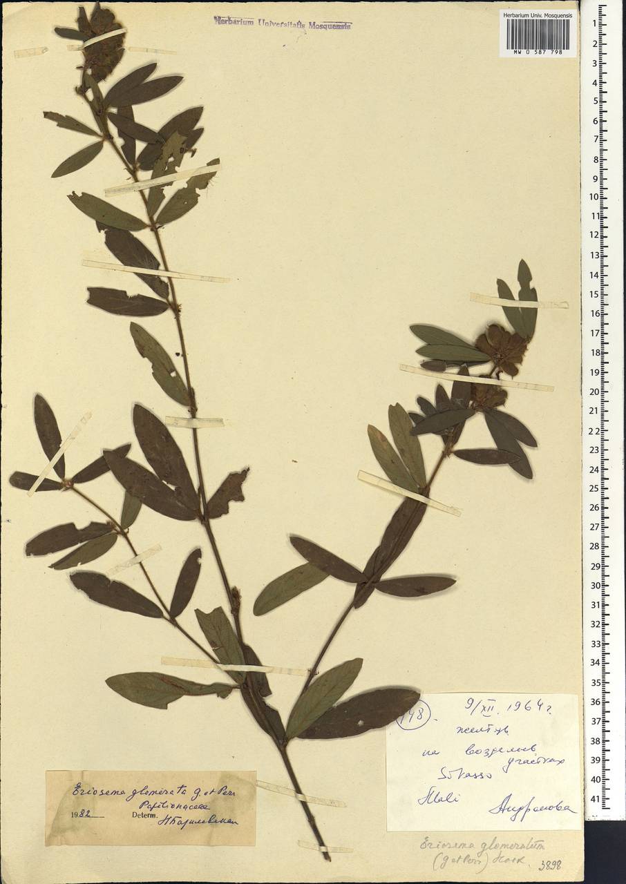 Eriosema glomeratum (Guill. & Perr.)Hook.f., Africa (AFR) (Mali)
