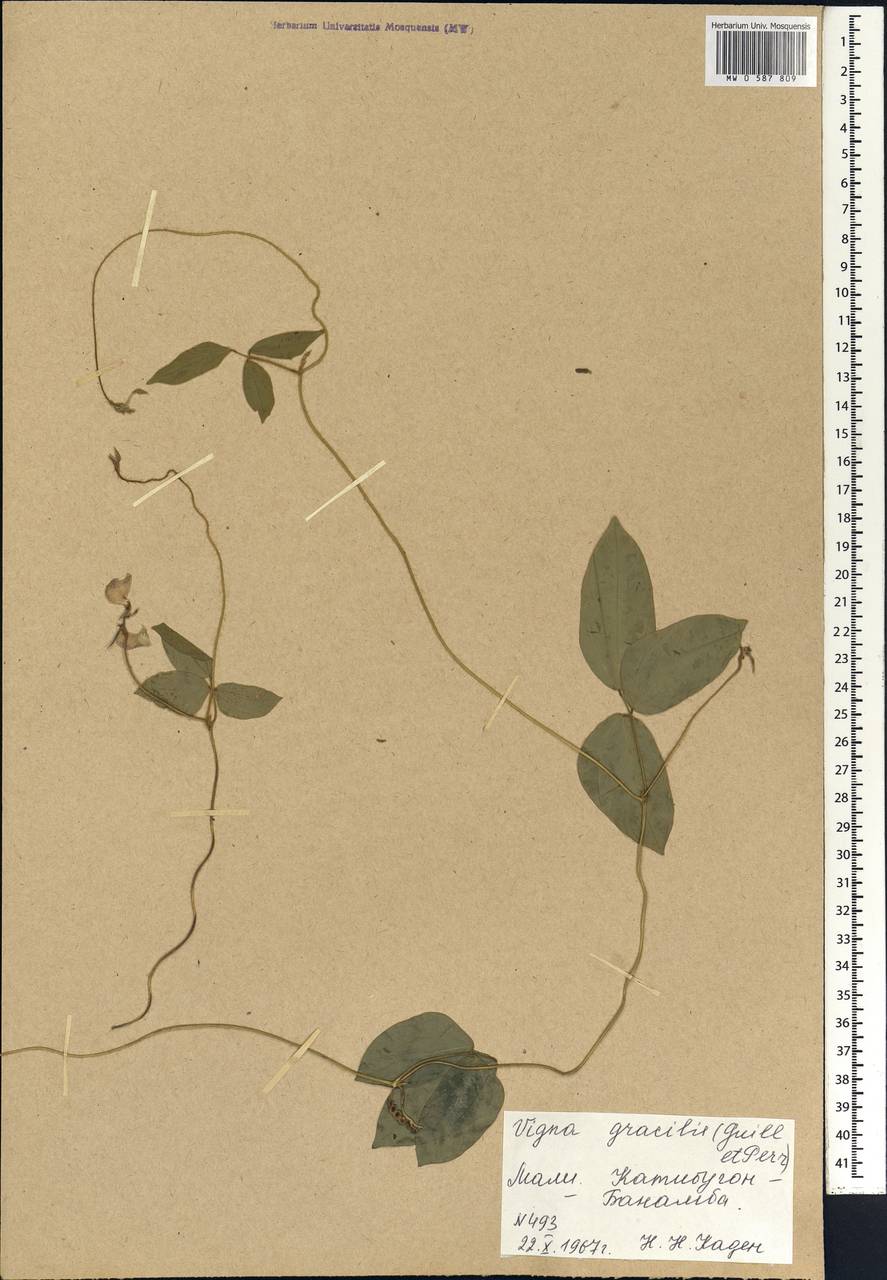 Vigna gracilis (Guill. & Perr.)Hook.f., Africa (AFR) (Mali)