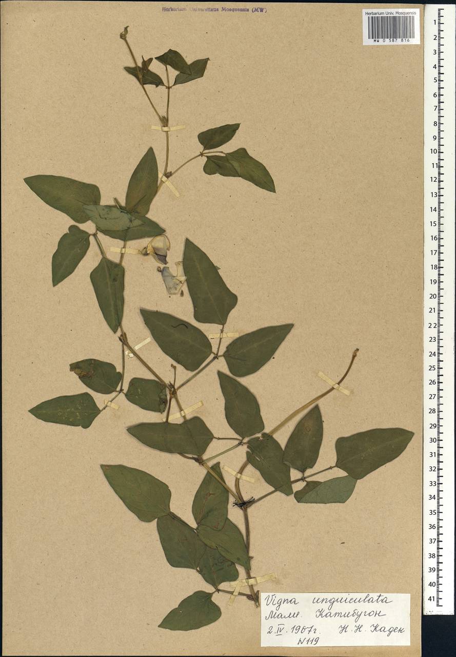 Vigna unguiculata (L.)Walp., Africa (AFR) (Mali)