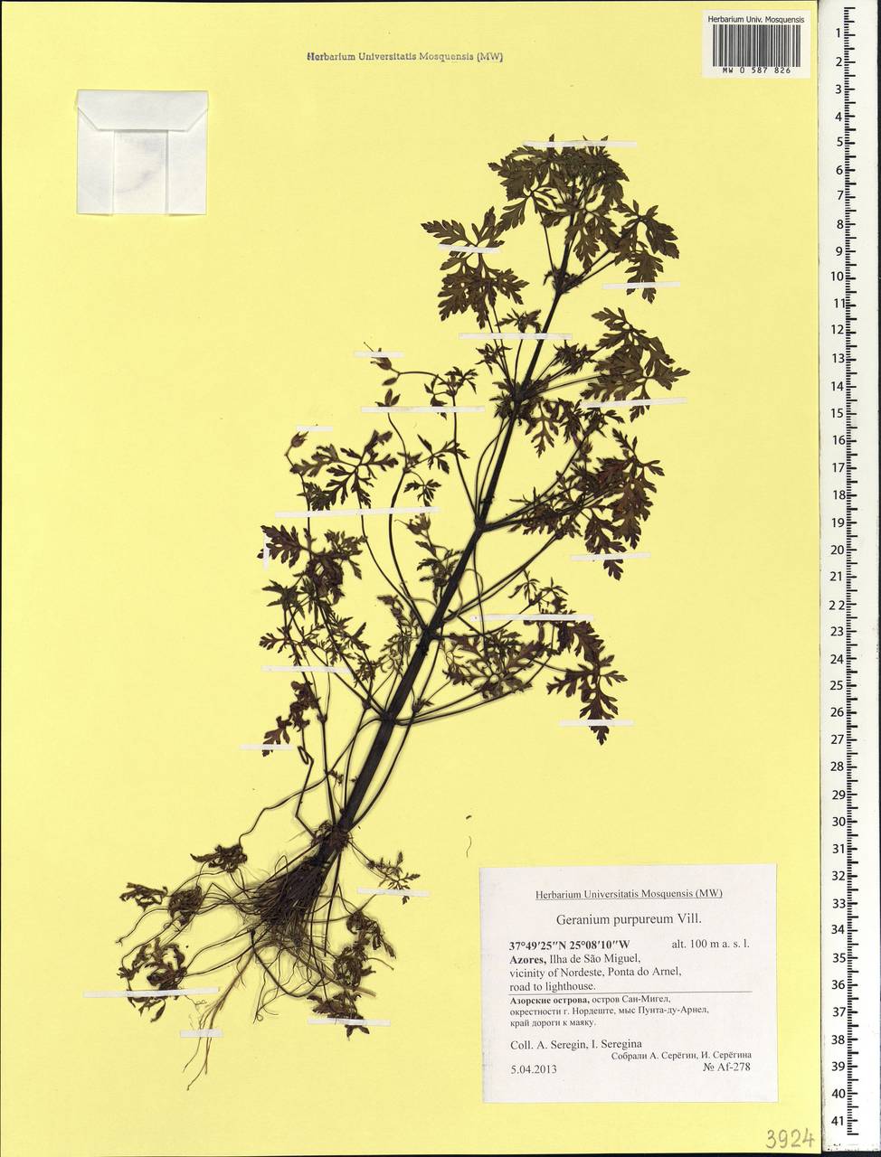 Geranium purpureum Vill., Africa (AFR) (Portugal)