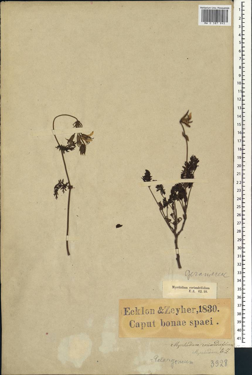 Pelargonium myrrhifolium var. coriandrifolium (L.) Harv., Africa (AFR) (South Africa)