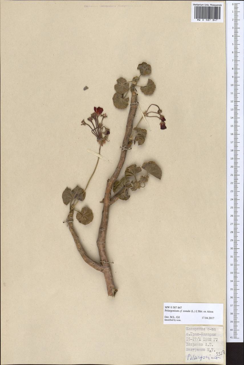 Pelargonium zonale (L.) L?Her. [ex Soland.], Africa (AFR) (Spain)