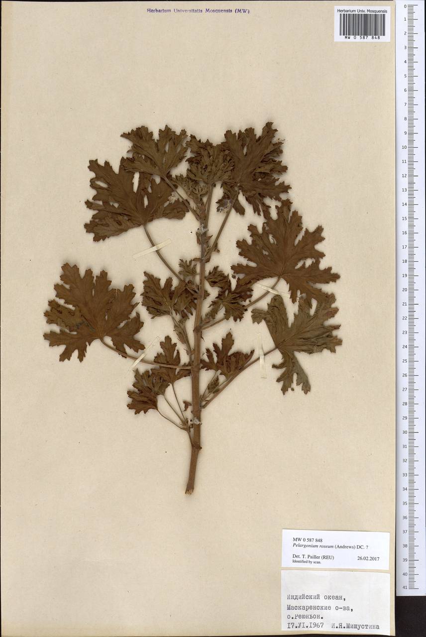 Pelargonium roseum (Andr.) [R. Br.], Africa (AFR) (Réunion)