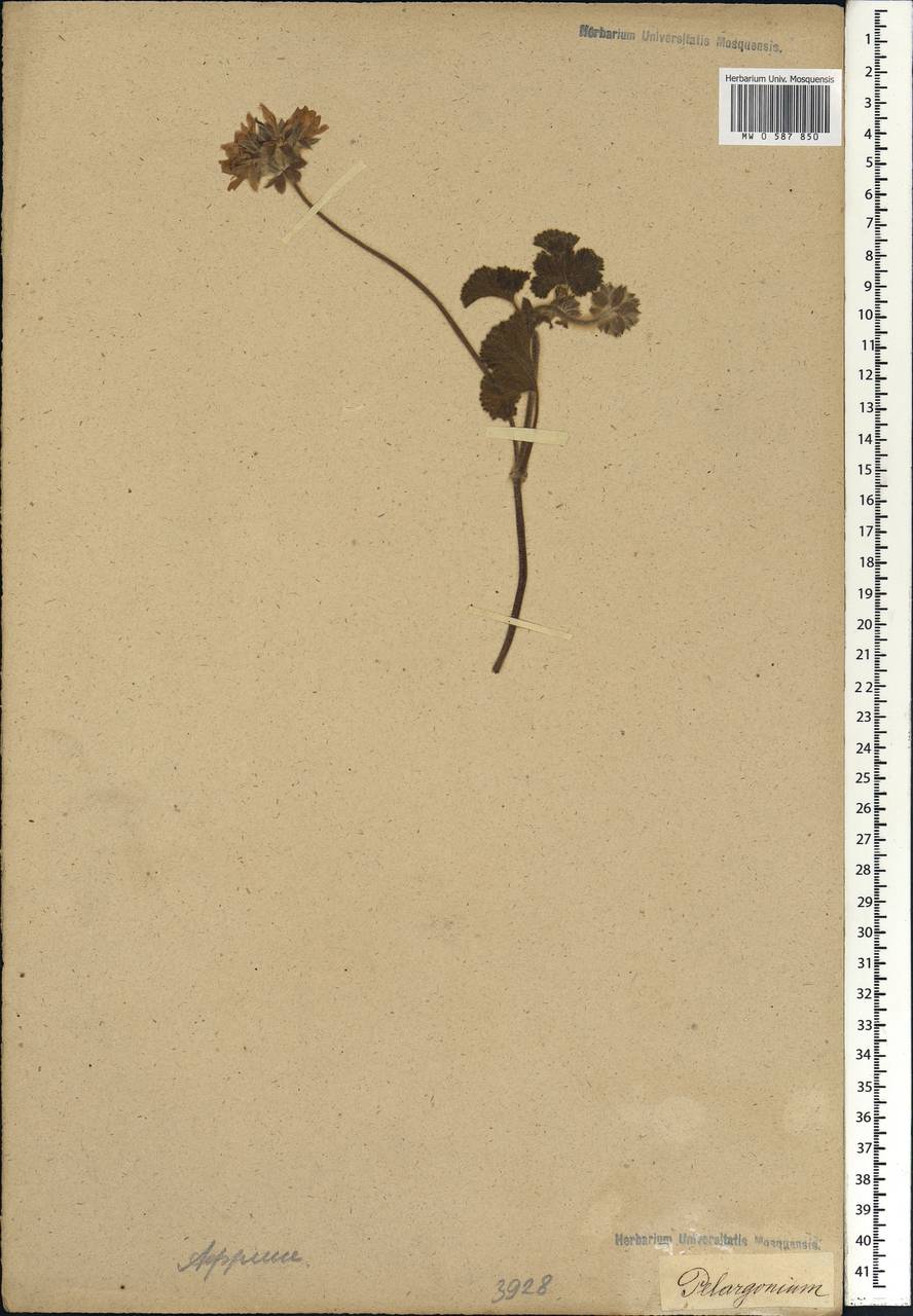 Pelargonium, Africa (AFR) (Not classified)
