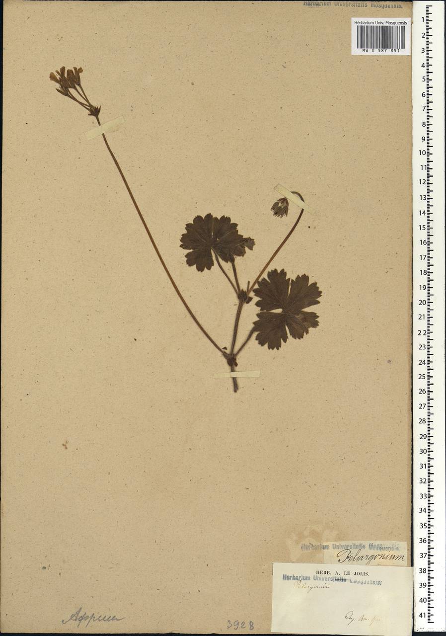 Pelargonium, Africa (AFR) (South Africa)