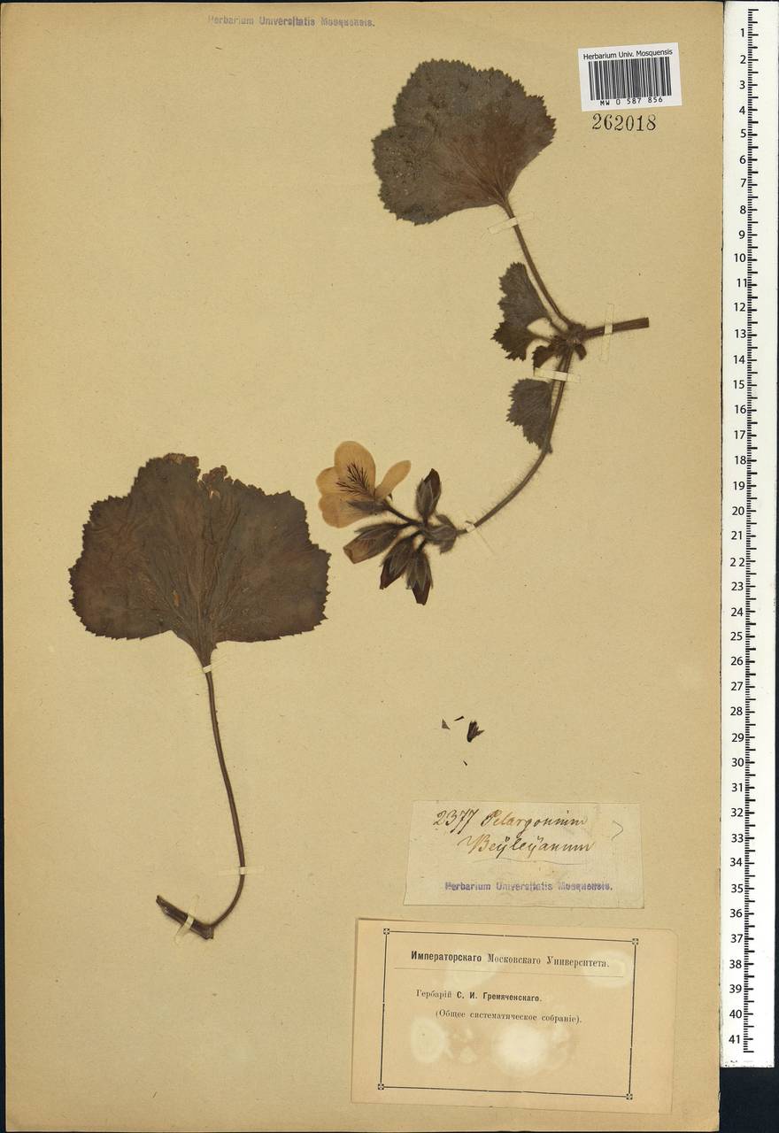 Pelargonium, Africa (AFR) (Not classified)
