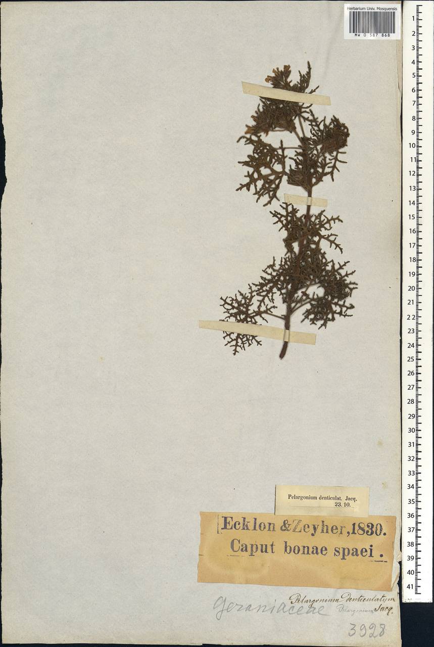 Pelargonium denticulatum Jacq., Africa (AFR) (South Africa)