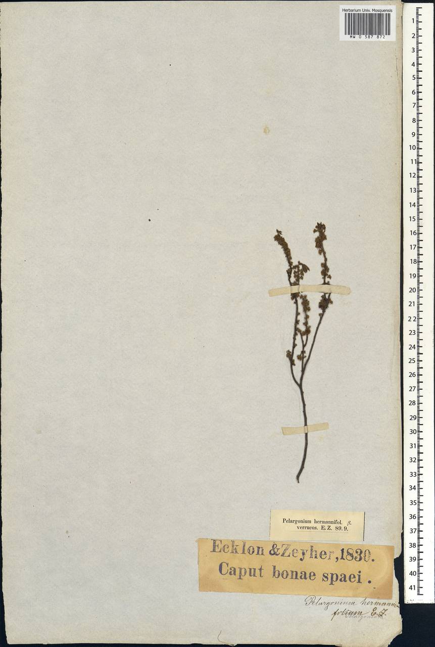Pelargonium hermaniifolium (Berg.) Jacq., Africa (AFR) (South Africa)