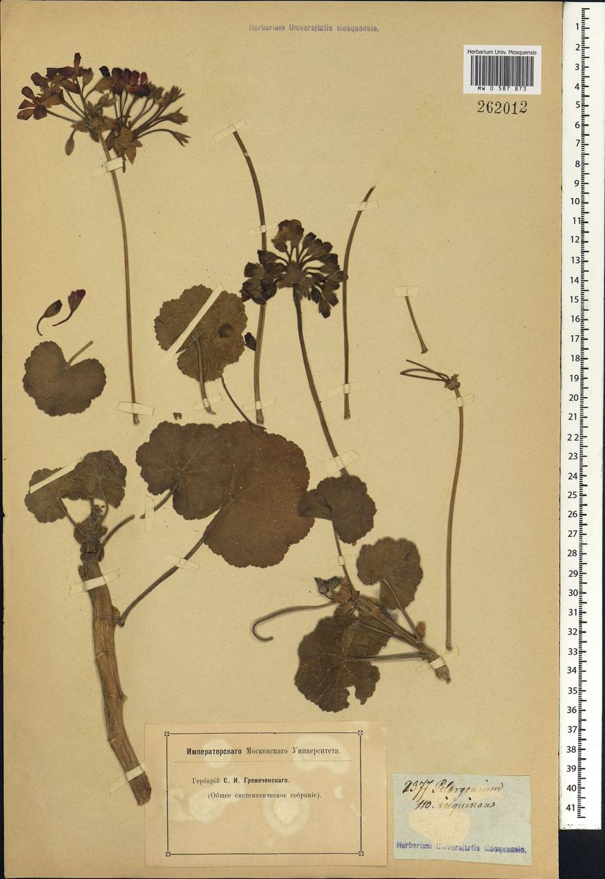 Pelargonium inquinans (L.) L'Her. ex [Soland.], Africa (AFR) (Not classified)