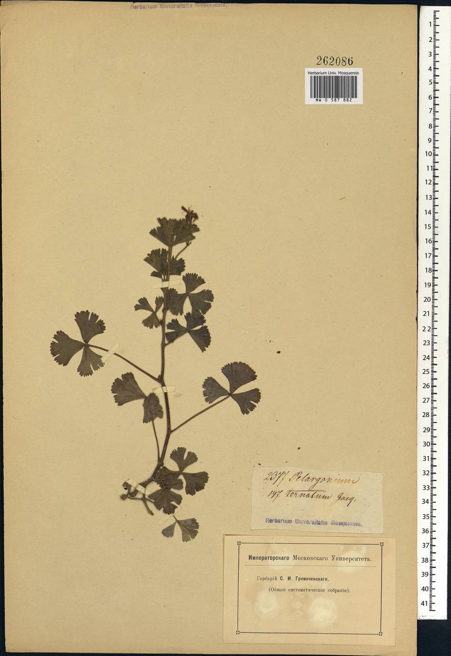 Pelargonium ternatum (L. fil.) Jacq., Africa (AFR) (Not classified)
