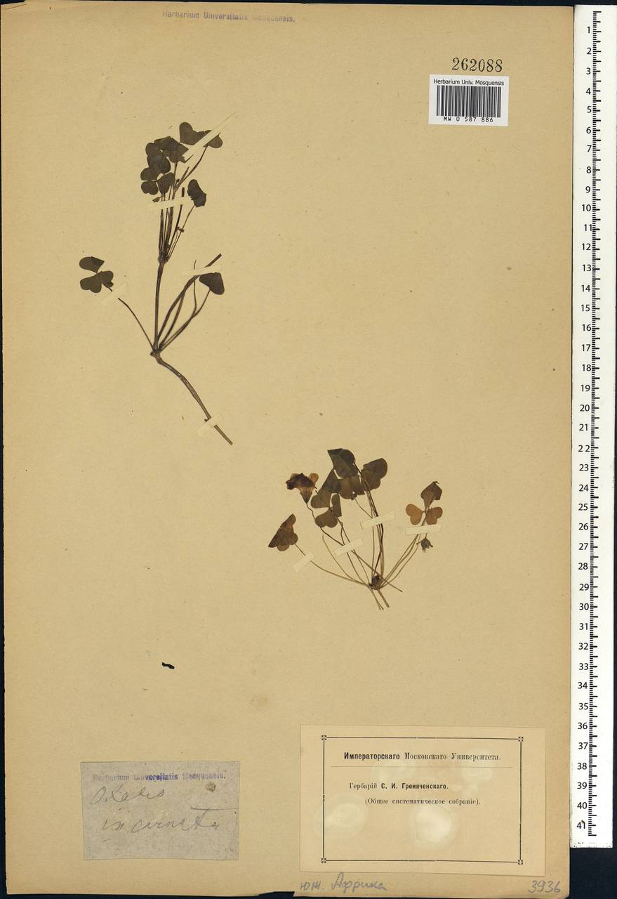 Oxalis, Africa (AFR) (Not classified)