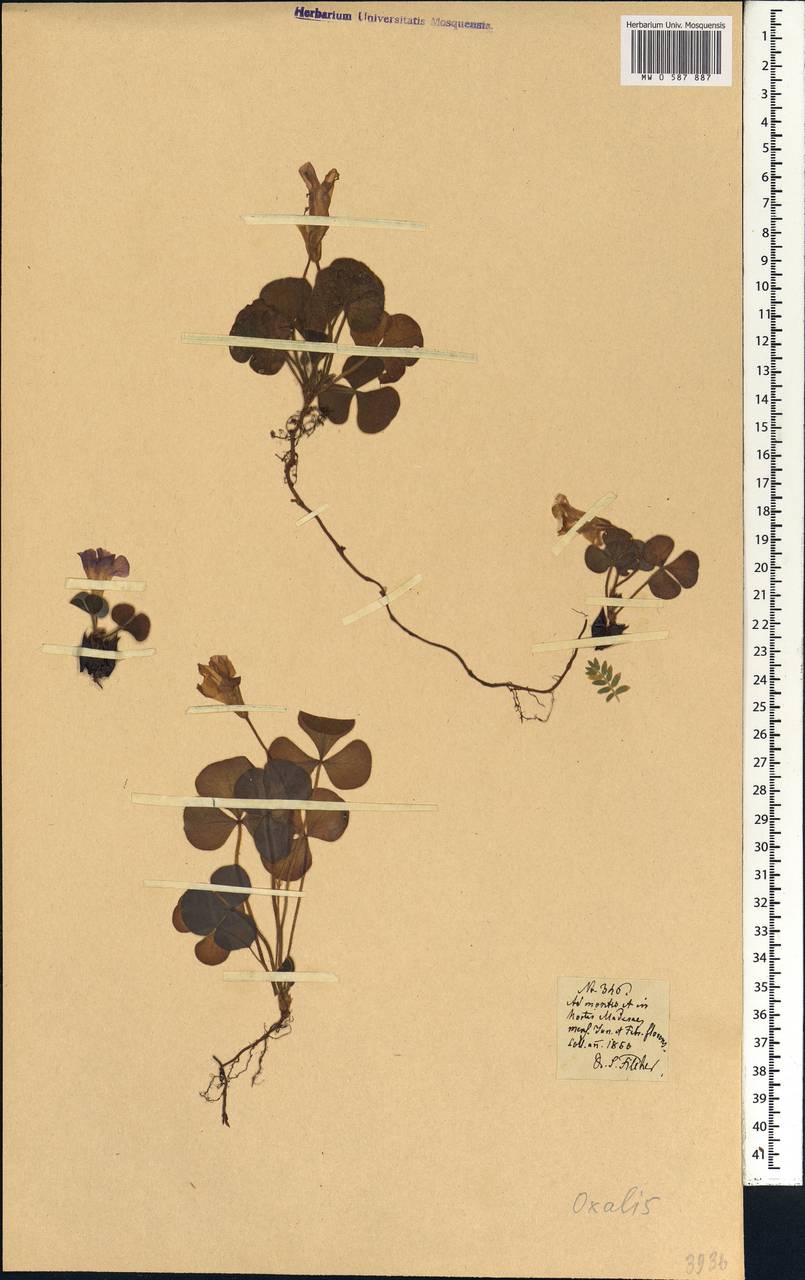 Oxalis, Africa (AFR) (Portugal)
