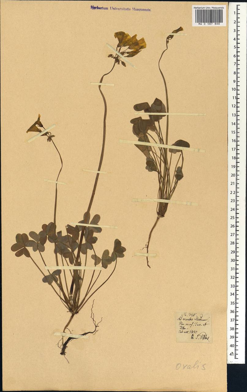 Oxalis, Africa (AFR) (Portugal)