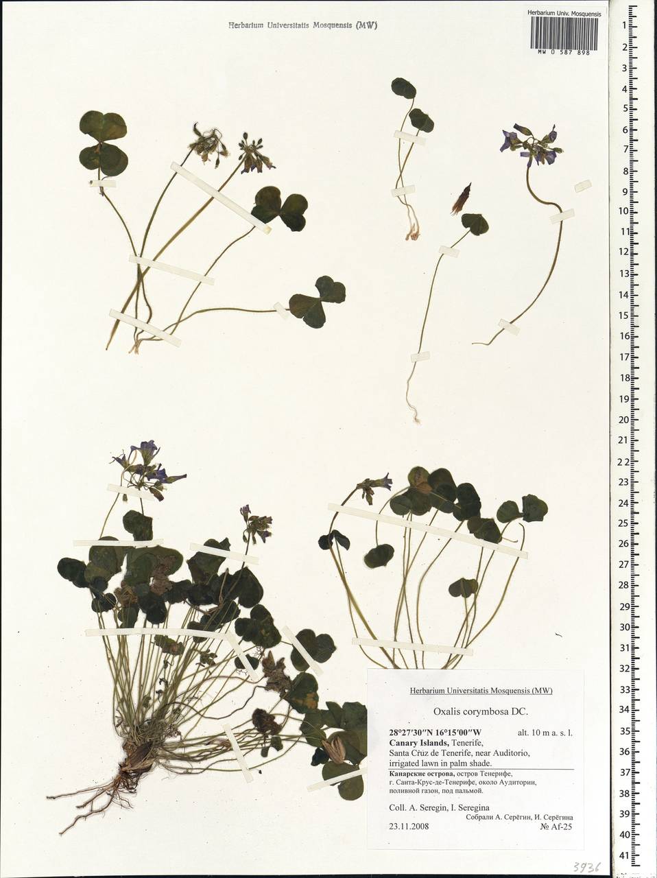 Oxalis debilis subsp. corymbosa (DC.) O. de Bolòs & J. Vigo, Africa (AFR) (Spain)
