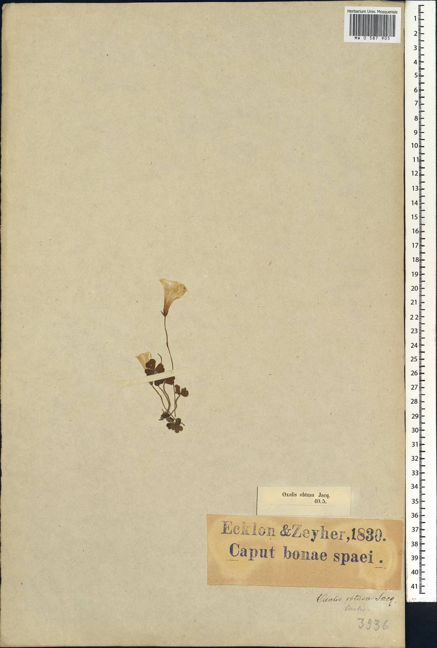 Oxalis obtusa Jacq., Africa (AFR) (South Africa)