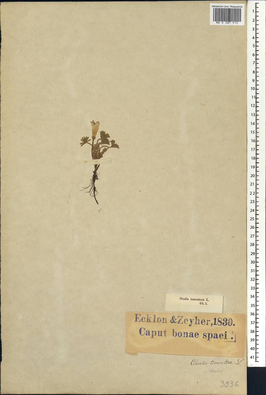 Oxalis tomentosa L. fil., Africa (AFR) (South Africa)