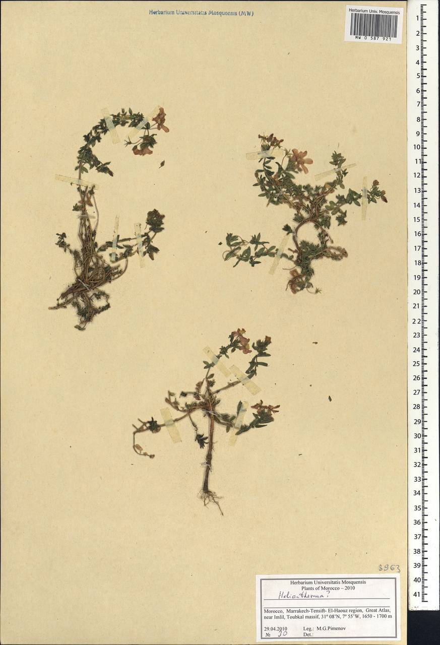 Fagonia, Africa (AFR) (Morocco)