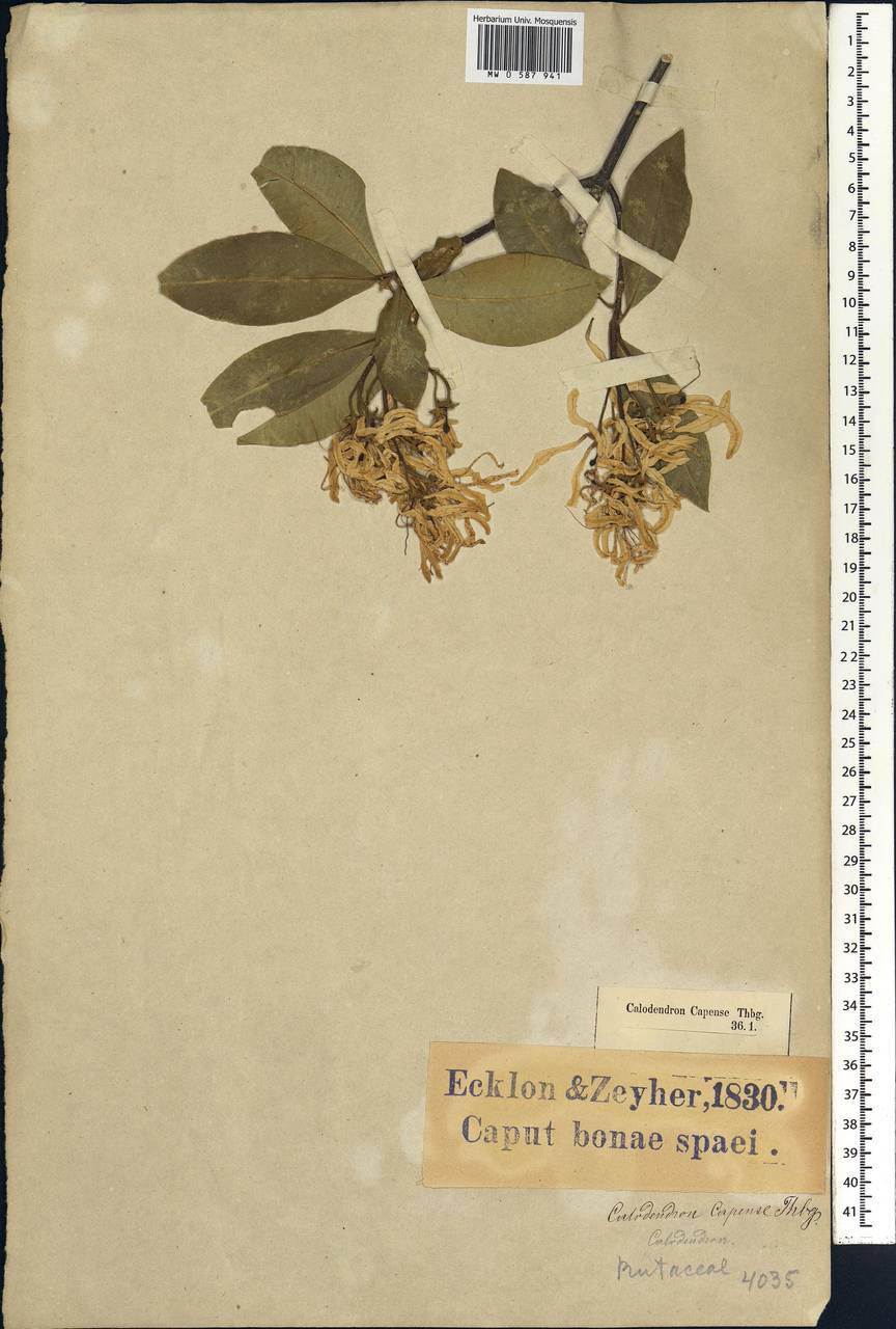 Calodendrum capense (L. fil.) Thunb., Africa (AFR) (South Africa)