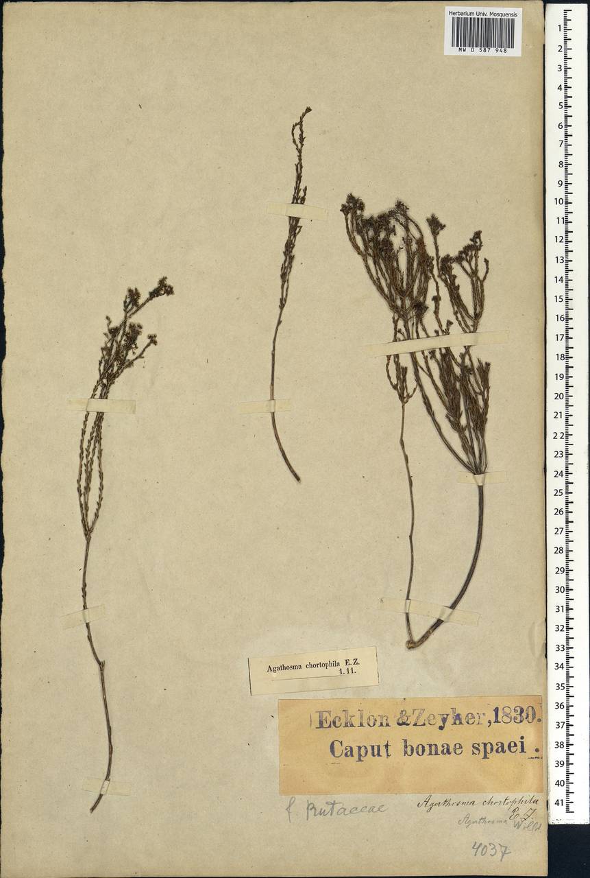 Agathosma capensis (L.) Druce, Africa (AFR) (South Africa)