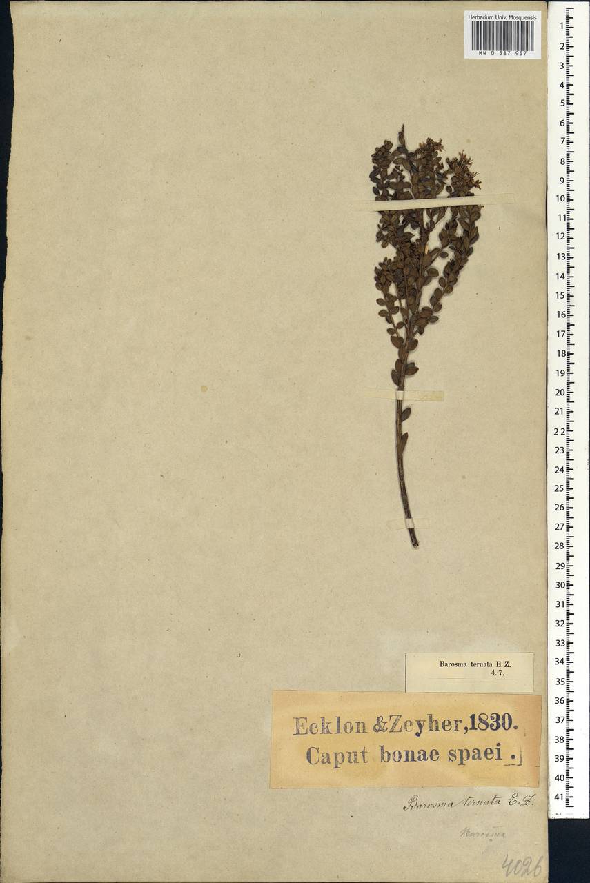 Agathosma ovata (Thunb.) F. Dietr., Africa (AFR) (South Africa)