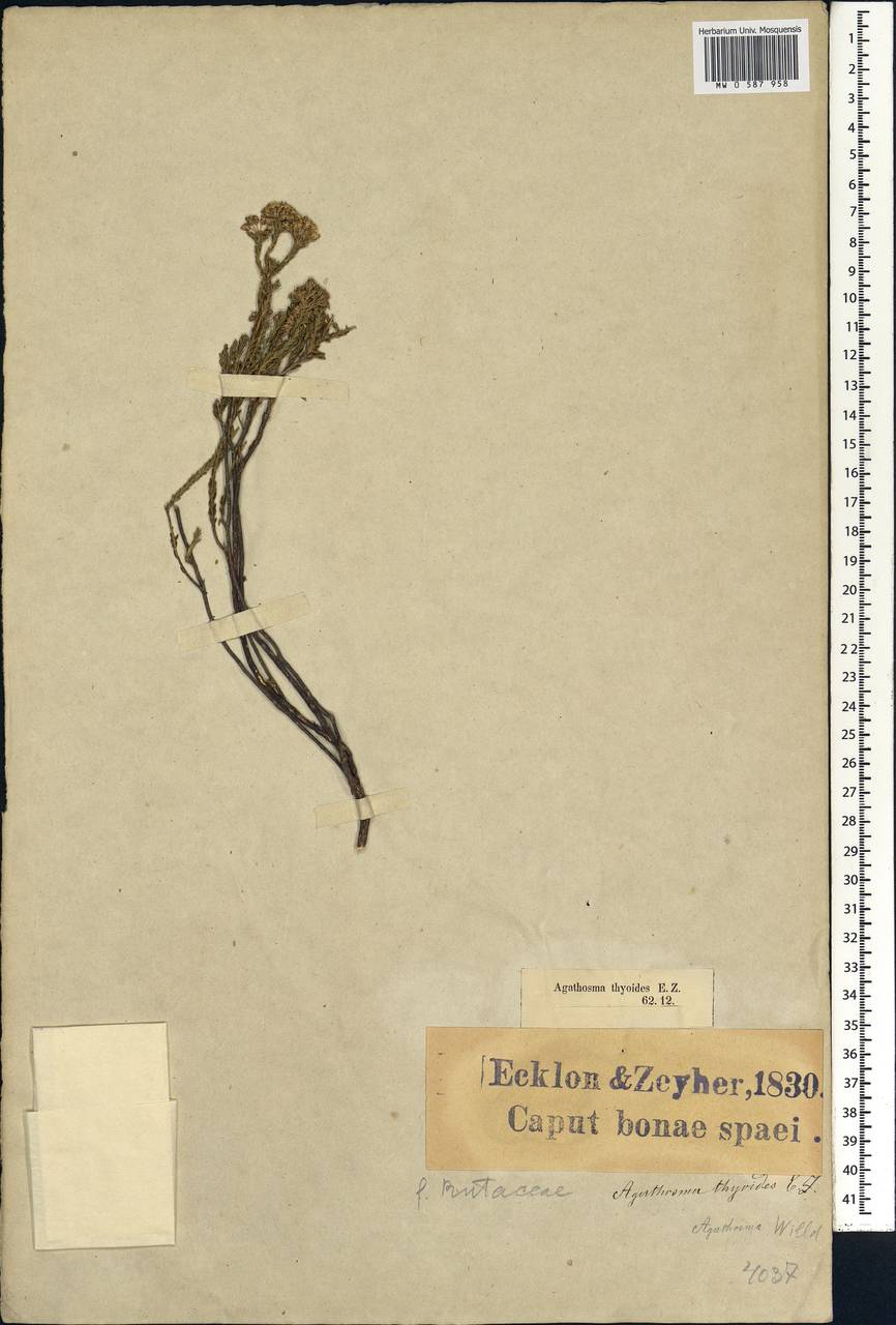 Agathosma glabrata Bartl. & H. L. Wendl., Africa (AFR) (South Africa)