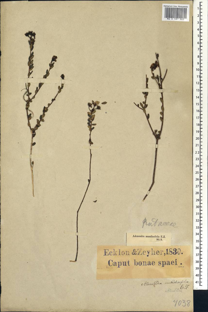 Adenandra mundiifolia Eckl. & Zeyh., Africa (AFR) (South Africa)