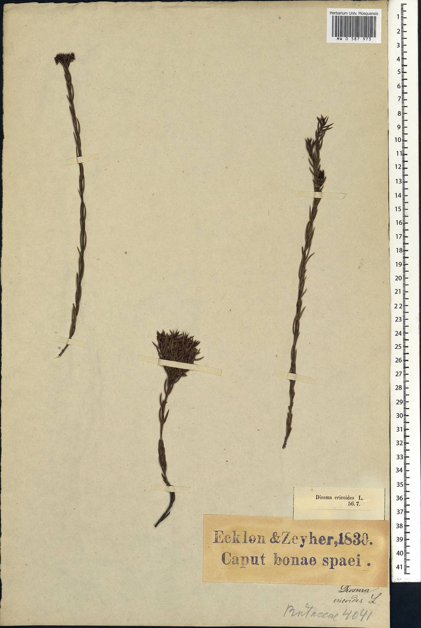 Diosma recurva Cham, Africa (AFR) (South Africa)