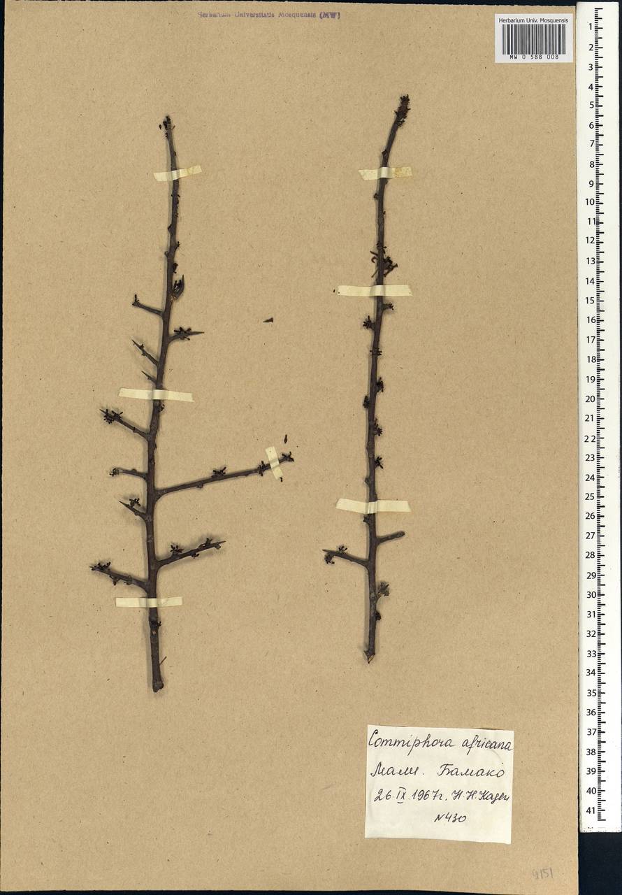 Commiphora africana (Rich.) Engl., Africa (AFR) (Mali)